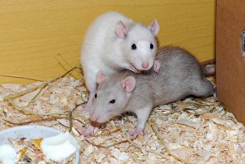 rats inside cage