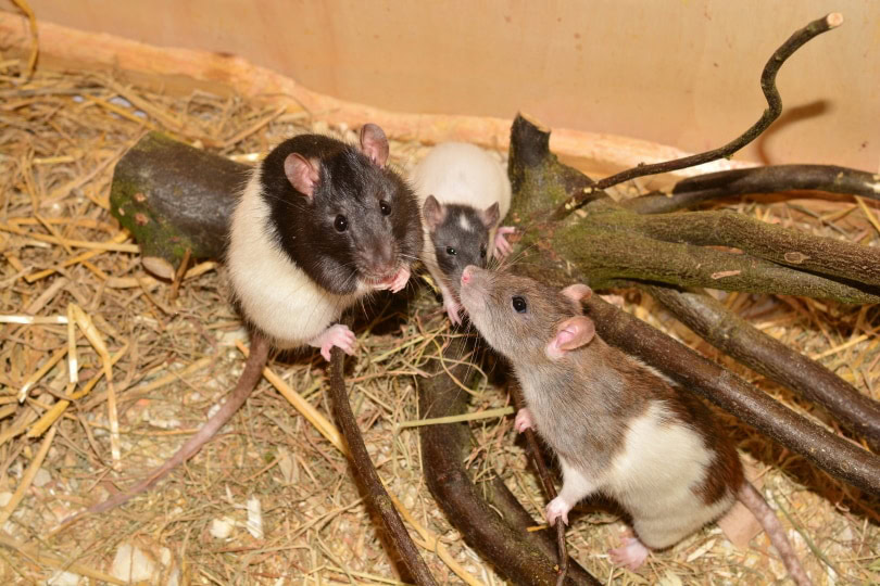 rats playing
