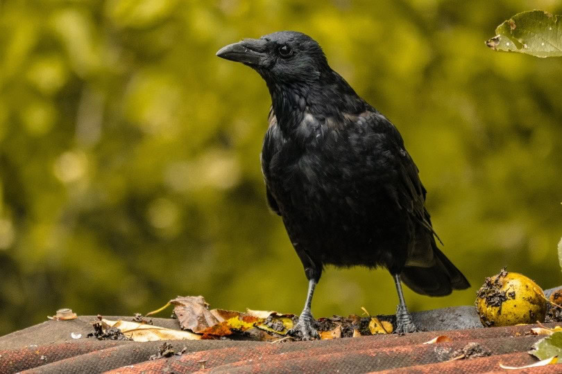 raven-bird_ChiemSeherin_Pixabay