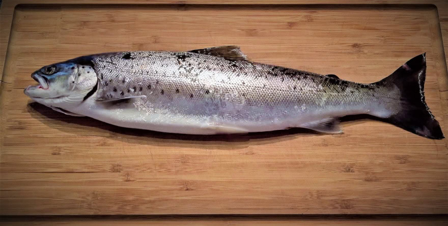 raw fish