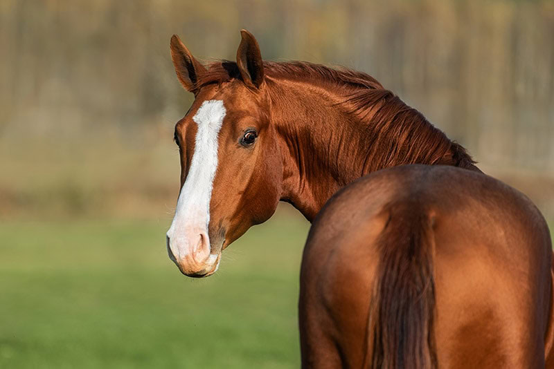 rear back of a red horse