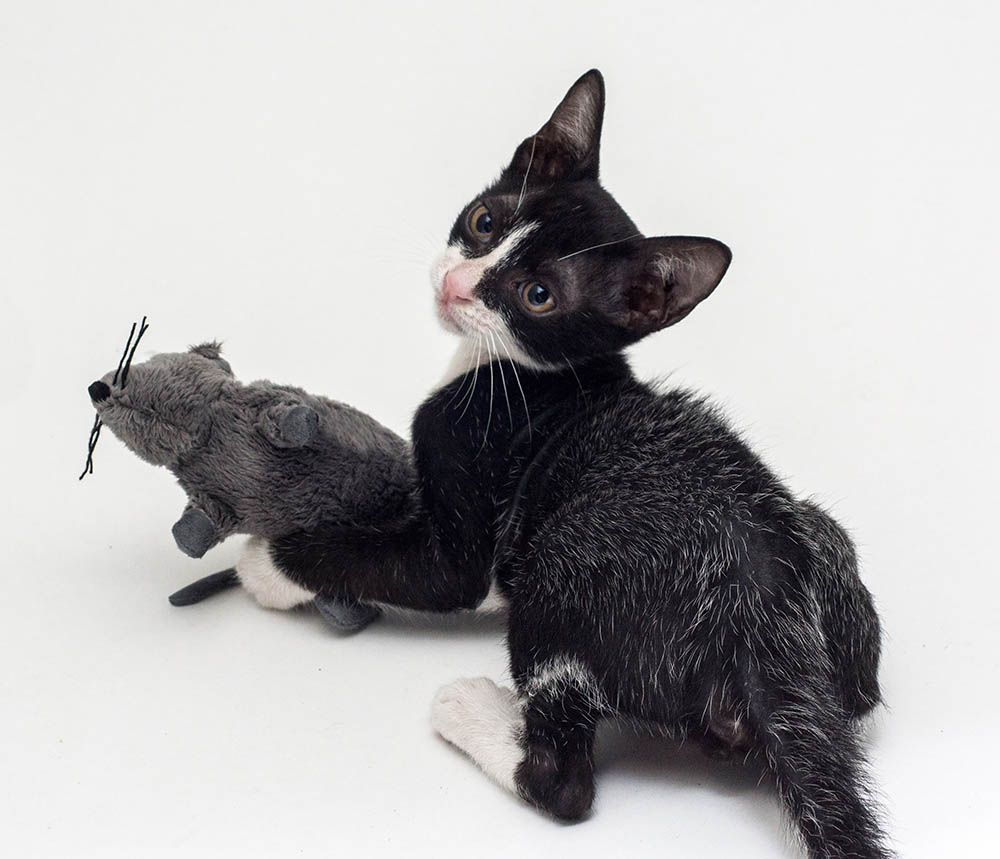 rear of kitten with fever coat