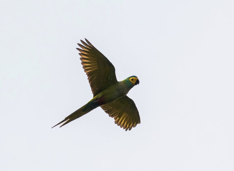 red-bellied-macaw