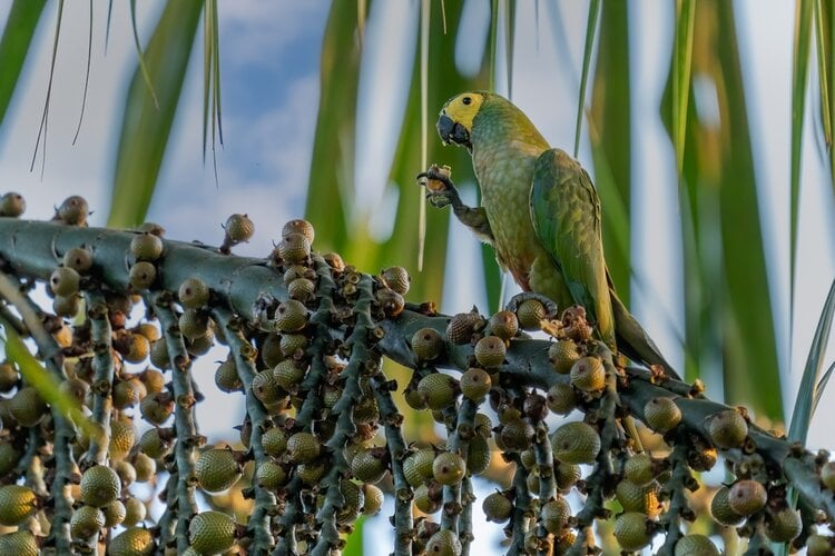 red-bellied-macaw
