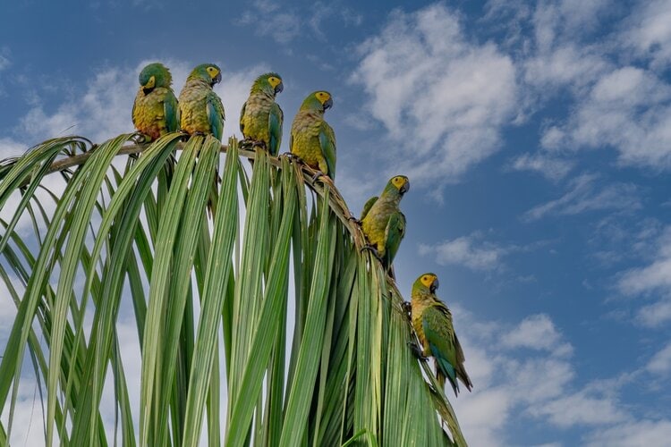 red-bellied-macaws