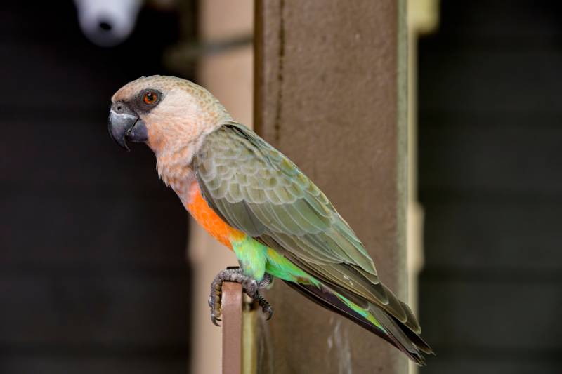 red-bellied parrot