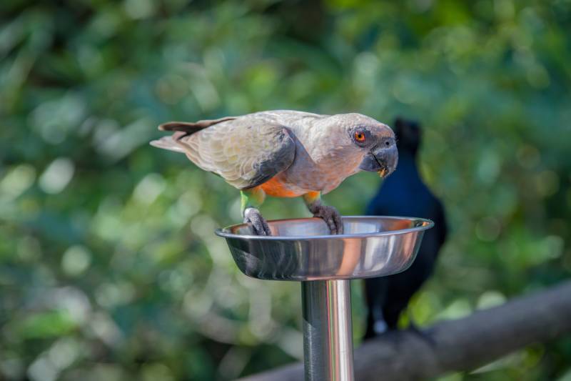 red-bellied parrot