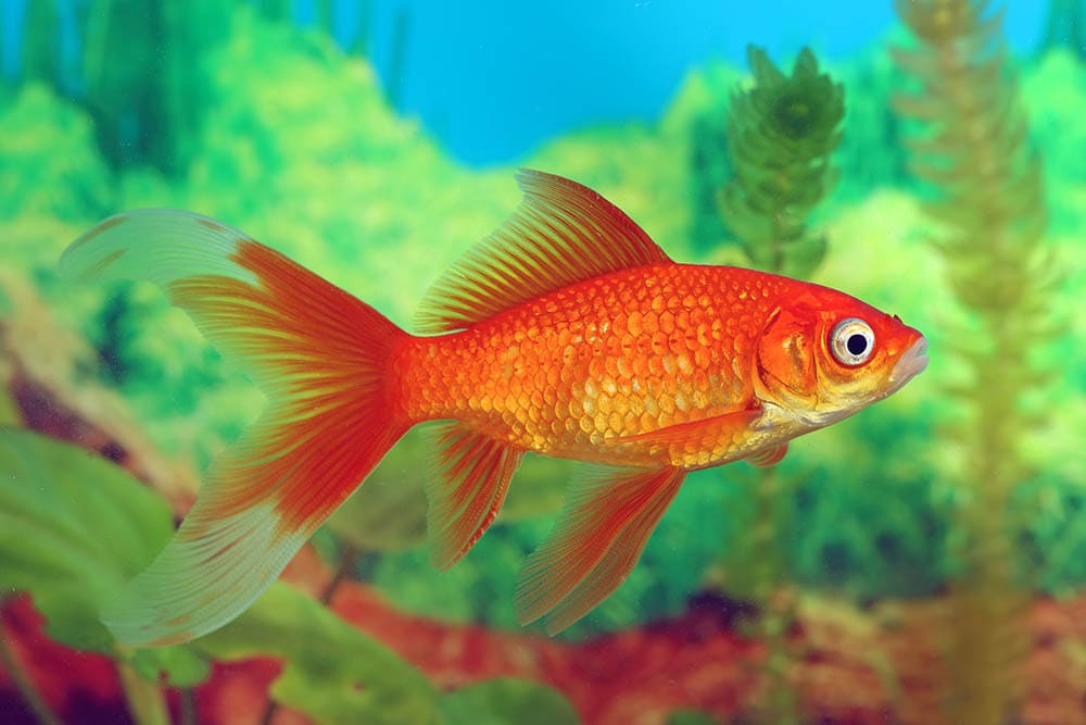 red Comet in the aquarium