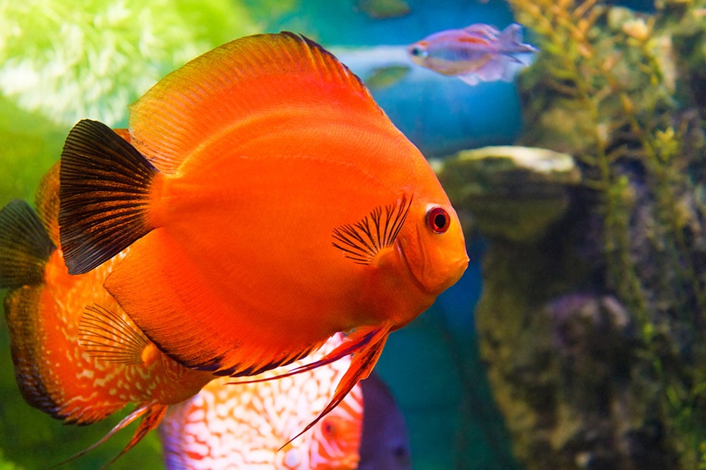 Red discus fish