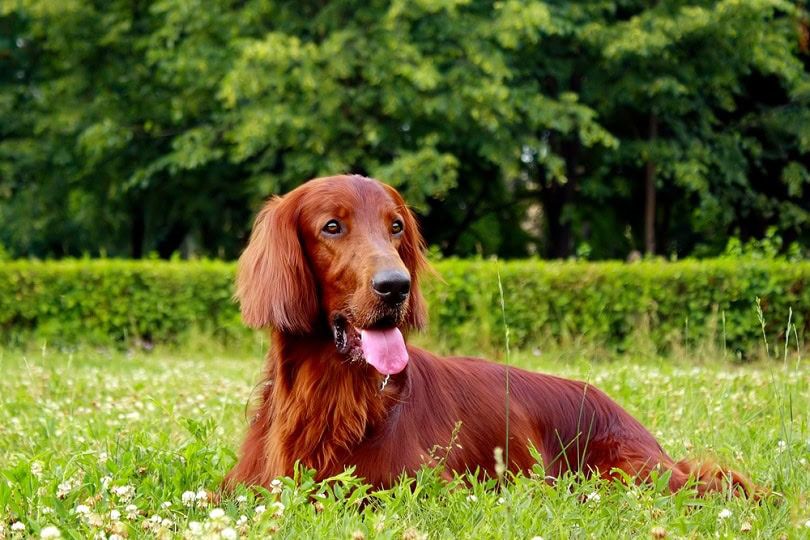 red dog Irish setter_Anna Goroshnikova_shutterstock