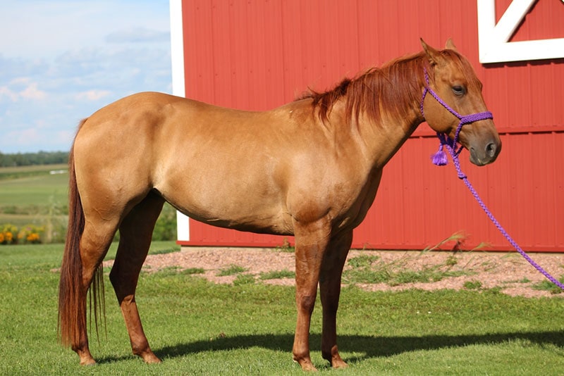 red dun horse in the field