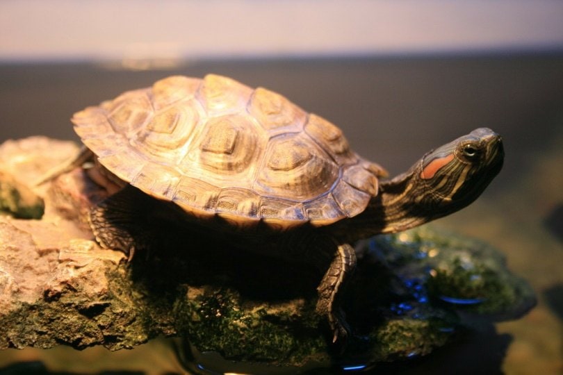 red eared slider in rock_PublicDomainPictures_Pixabay