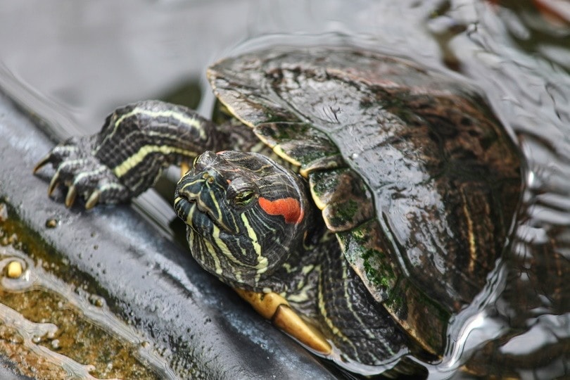 red eared slider in water_Manfred Richter_Pixabay