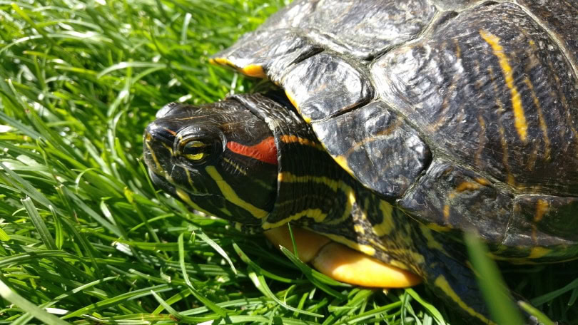 red-eared slider turtle