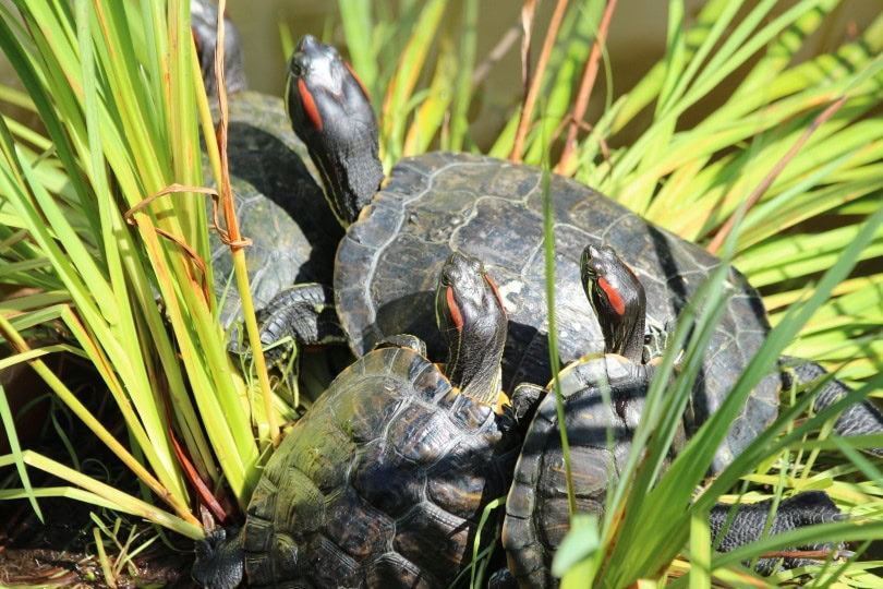 red eared slider turtle_Piqsels