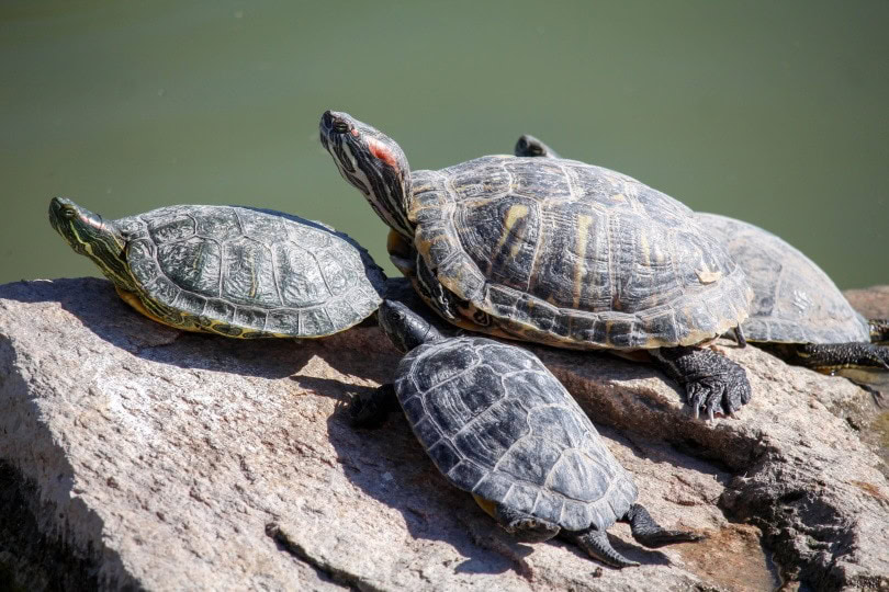 red eared slider turtles_Piqsels