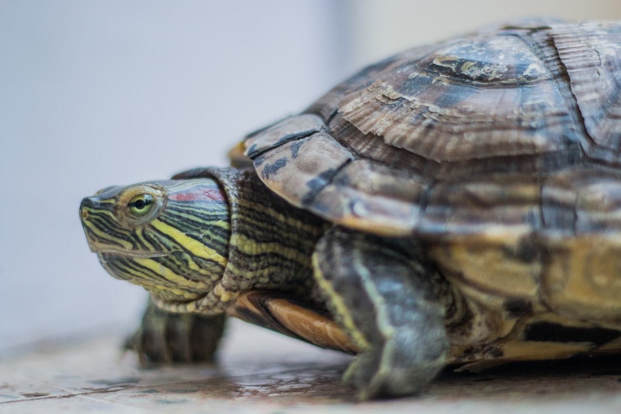 red eared slider walking