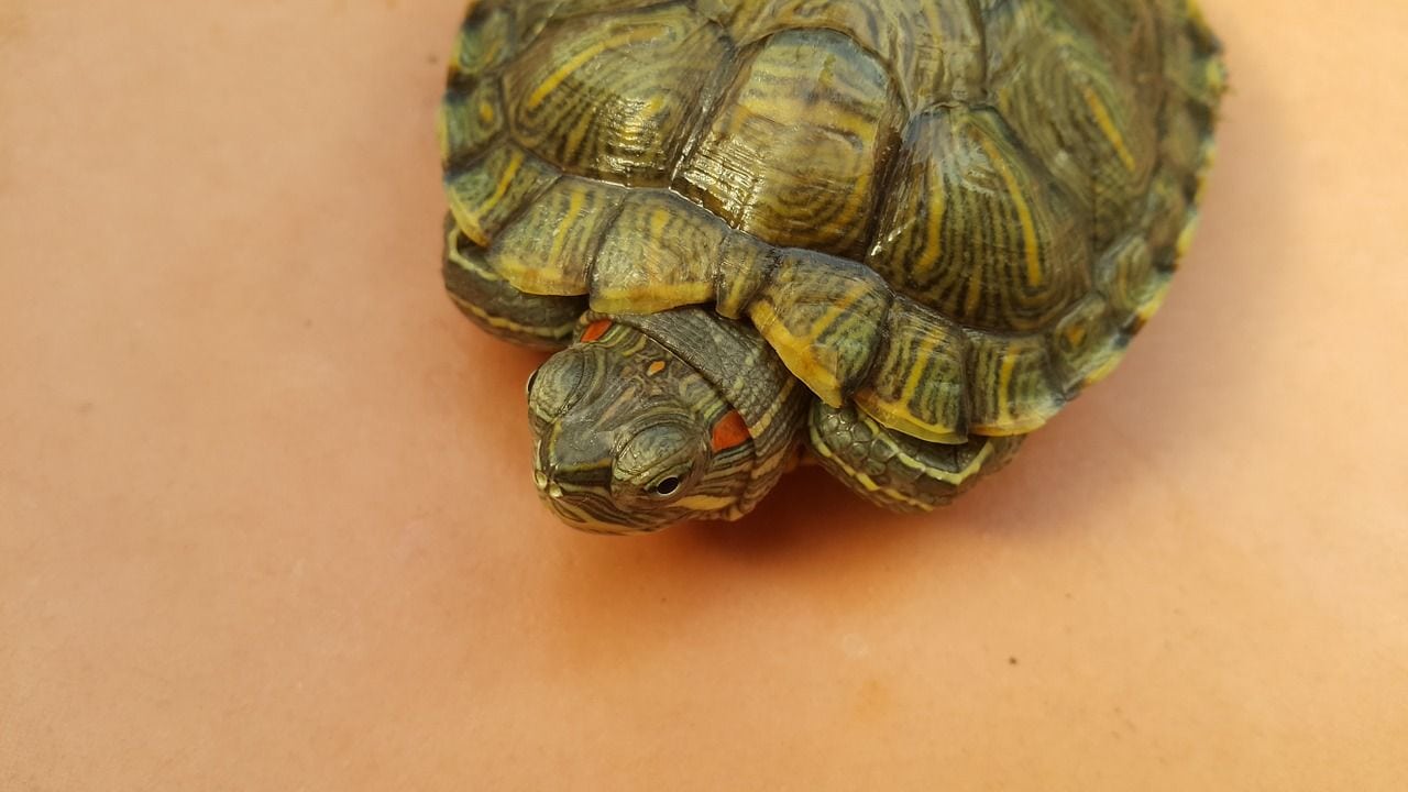 red eared slider