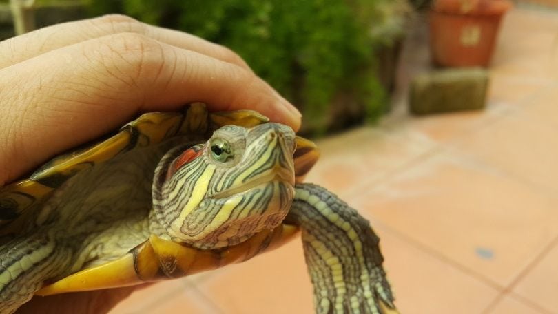 red eared slider_Raymond Halim_Pixabay