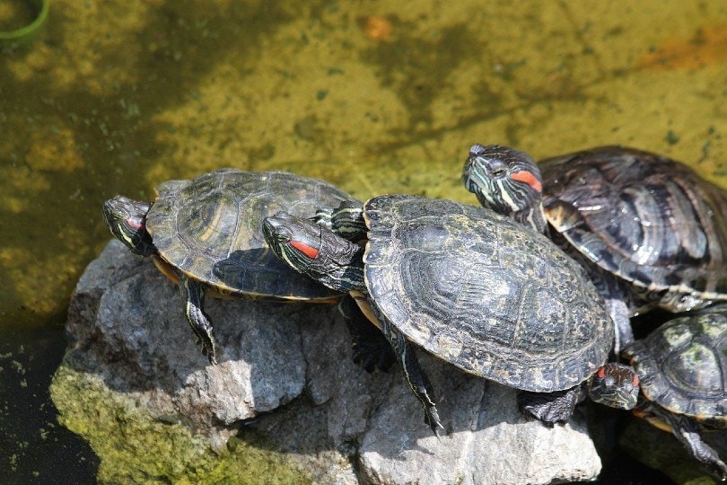 red eared turtles
