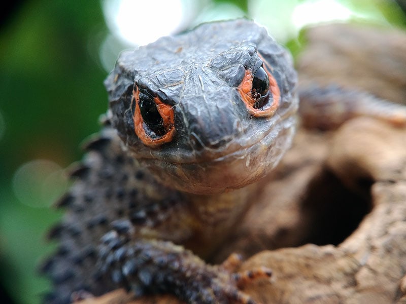 red eye crocodile skinks on wood