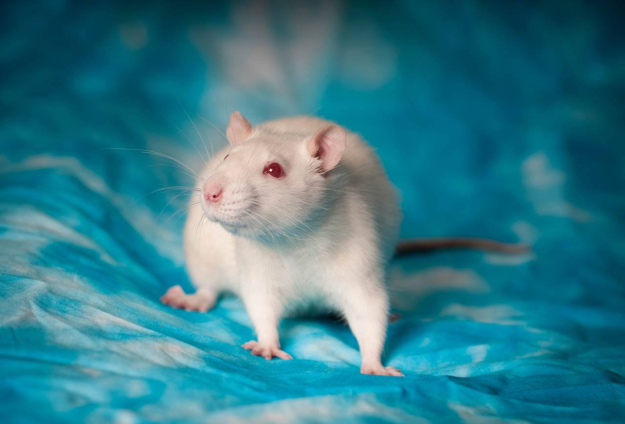 red-eyed hamster