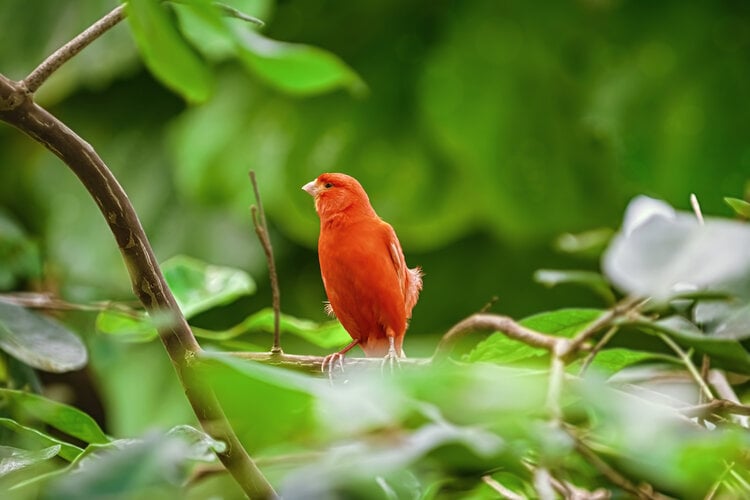 red-factor-canary