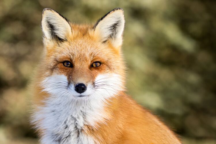 red fox