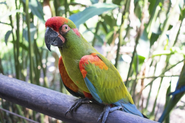 red-fronted-macaw