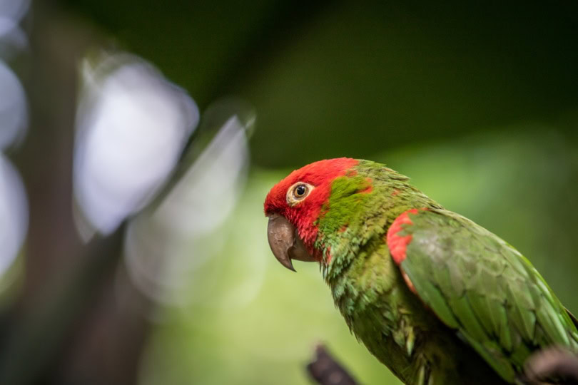 red-headed conure on a branch