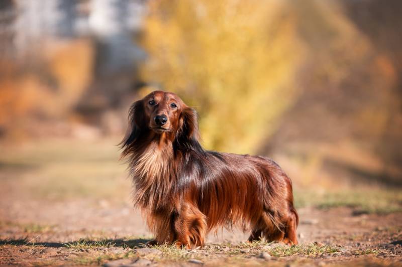 red long haired dachshund dog outdoors