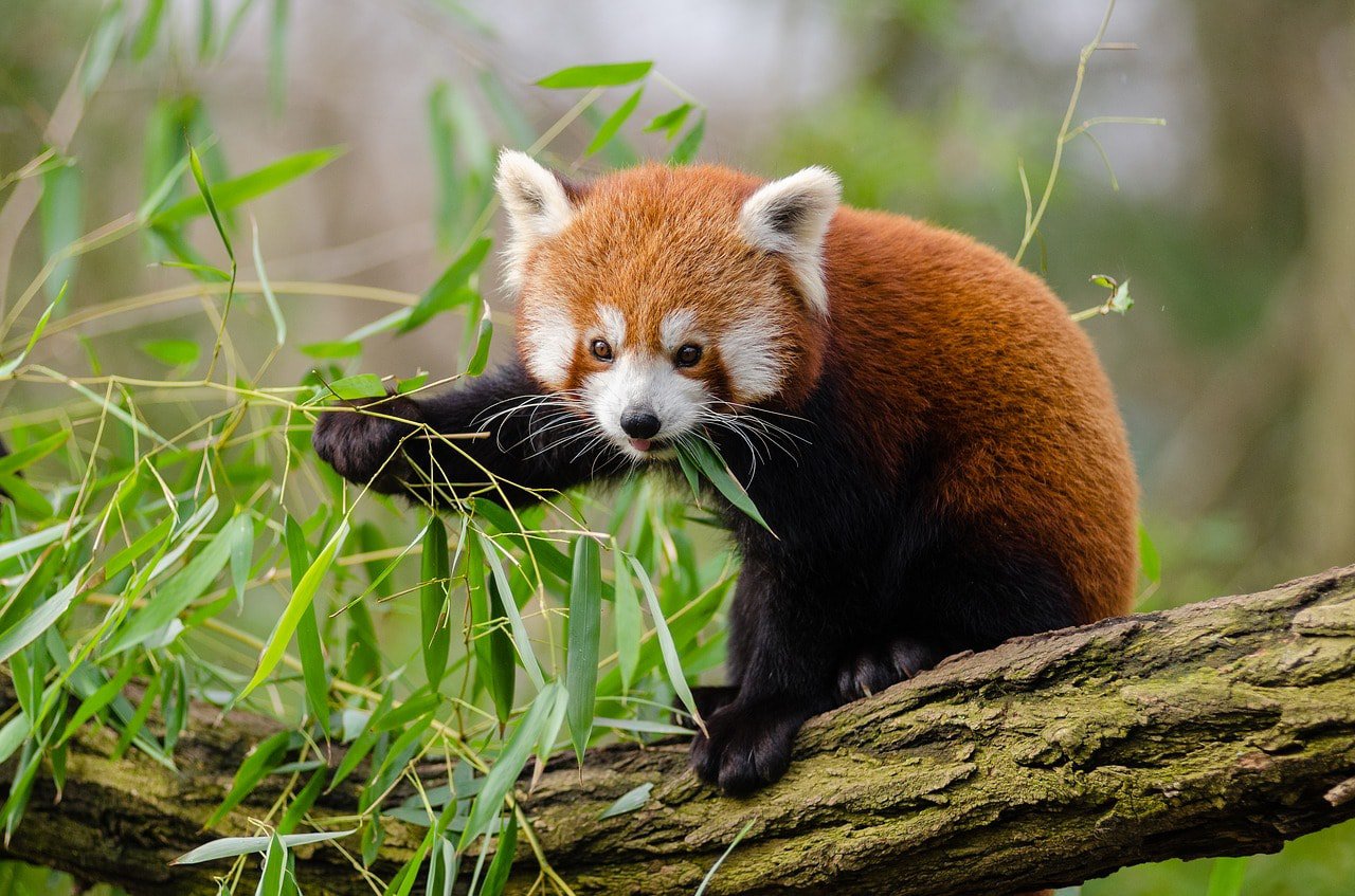 red panda eating
