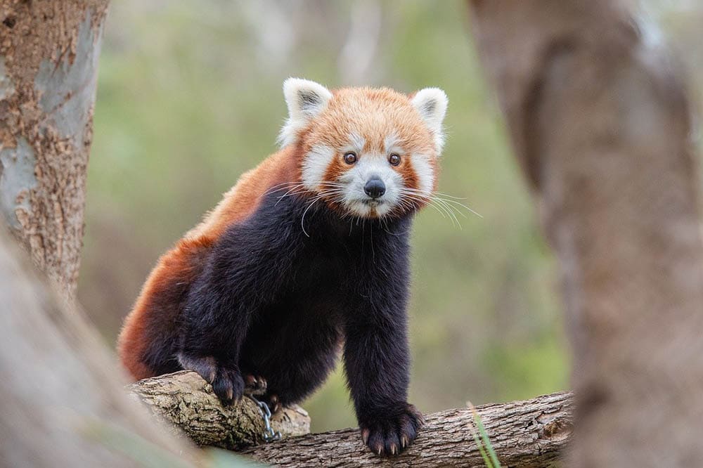 red panda in the wild