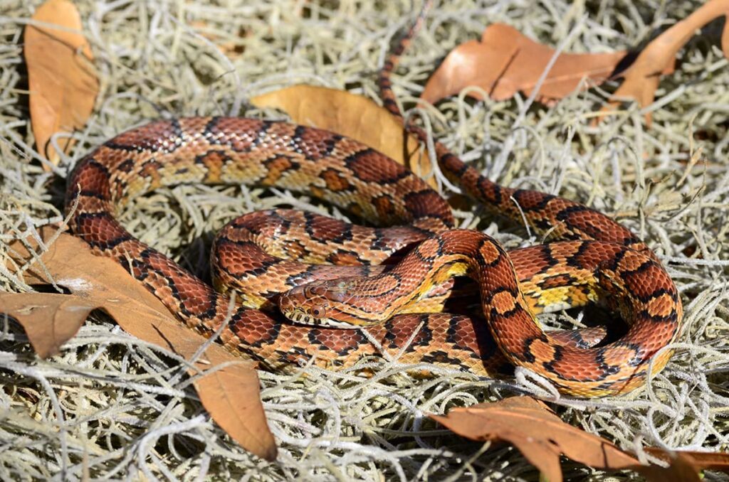 red rat snake