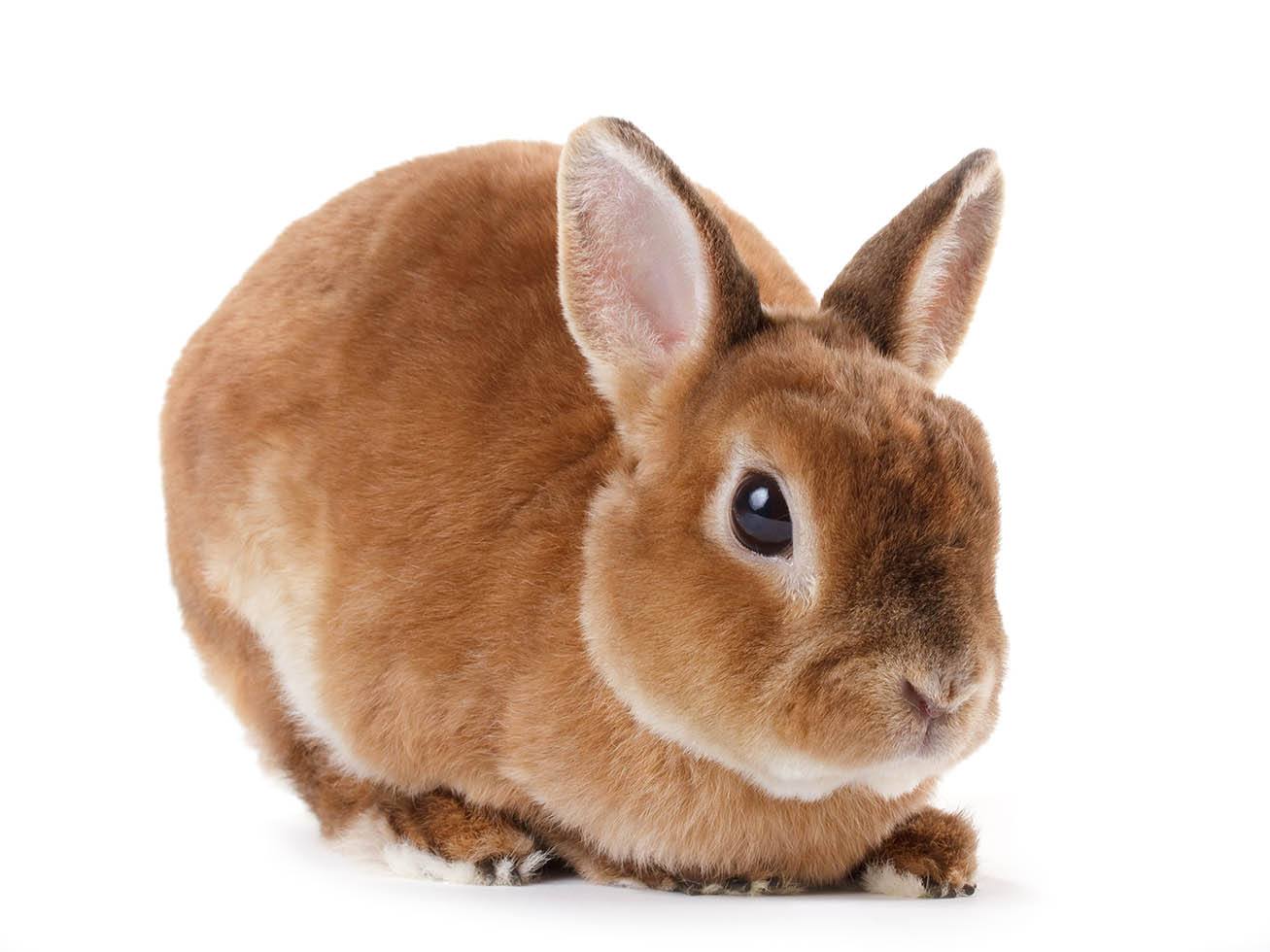 red rex rabbit