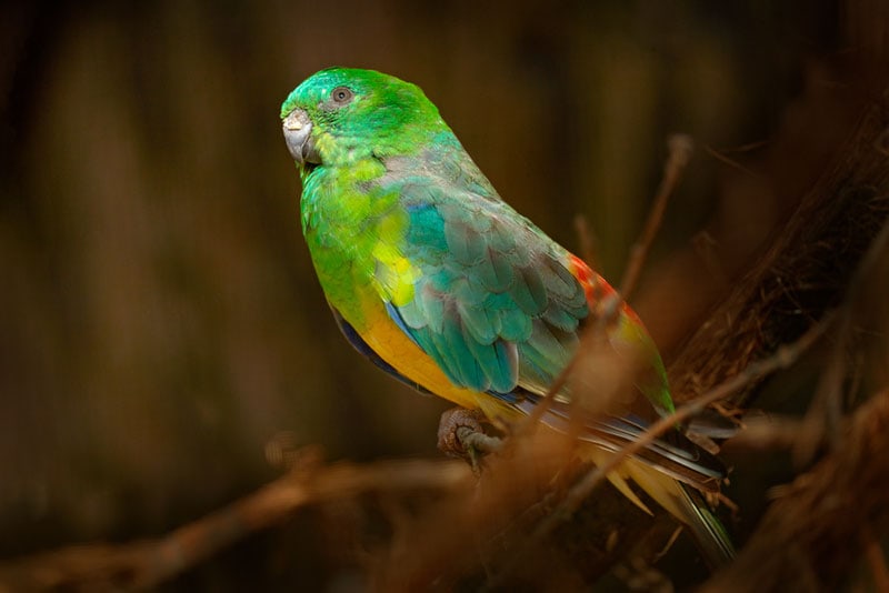 red rump parakeet perching on a tree branch