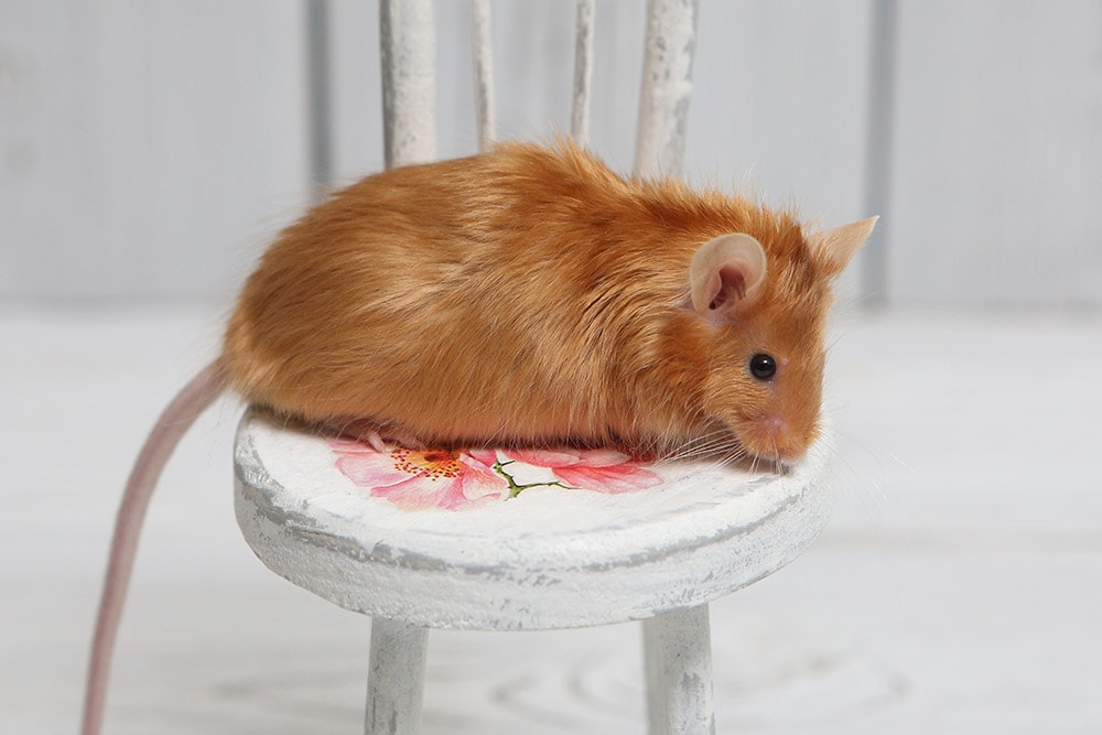 red satin rat