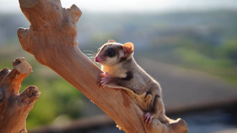 red sugar glider with brown fur and garnet eye color when photographed using flash