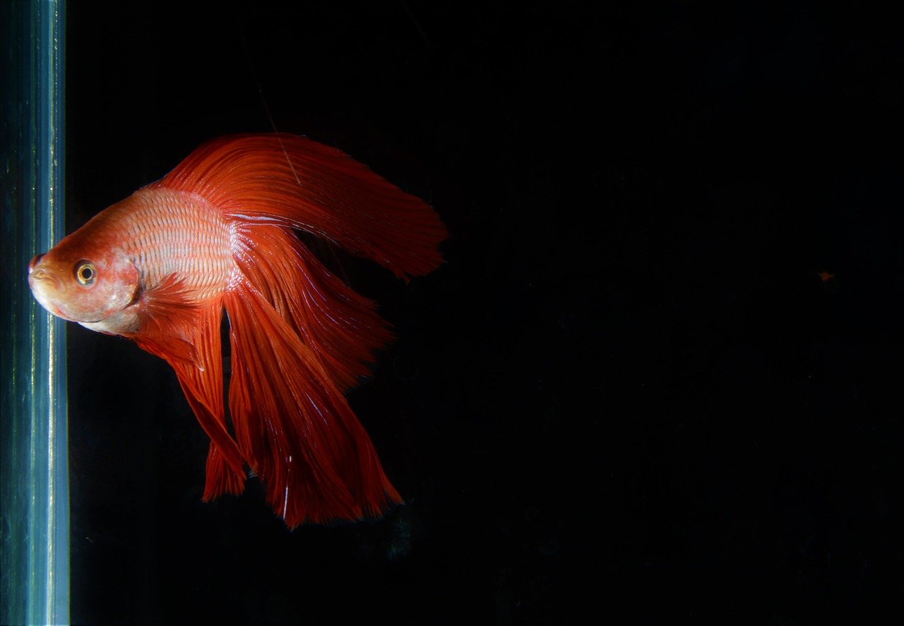 red tail betta fish