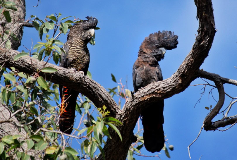 red-tail black cockatoos_Terri Sharp_Pixabay