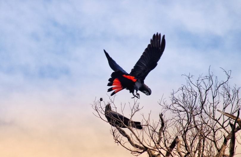 red-tailed black cockatoo flying_Terri Sharp_Pixabay