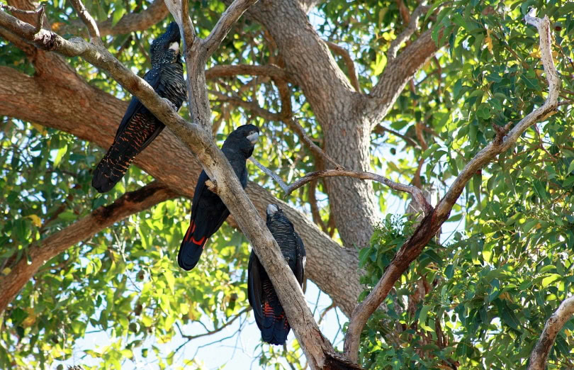 red-tailed black cockatoo in tree_Danielle Shaw_Pixabay