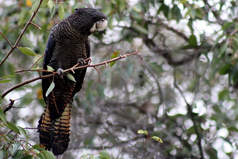 red-tailed black cockatoo_Danielle Shaw_Pixabay