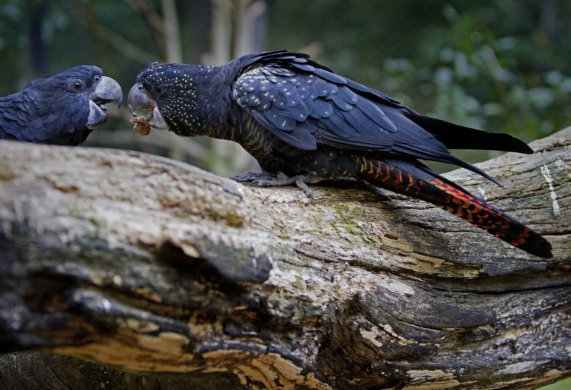 red-tailed black cockatoo_Piqsels