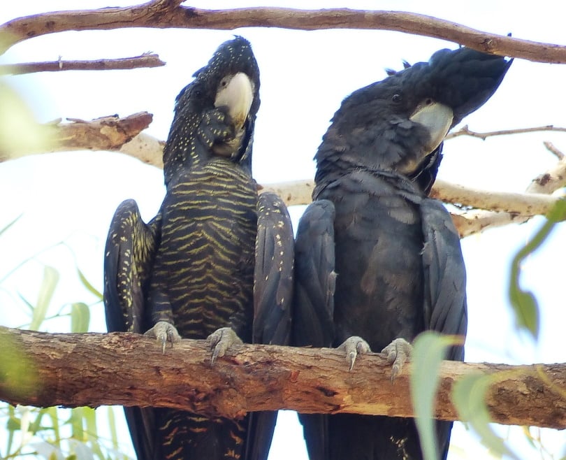 red-tailed black cockatoo_Pixabay