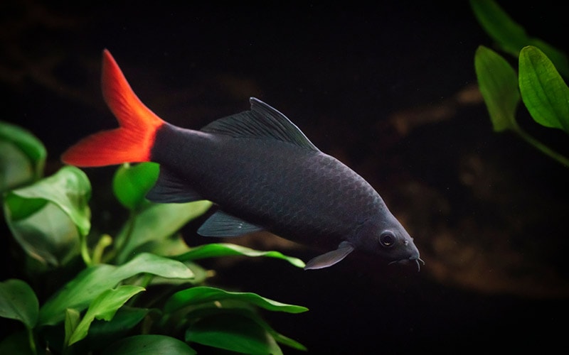 red-tailed shark