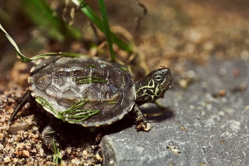 reeves turtle_Felix Wolf_Pixabay