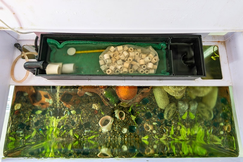 remote filter system in the aquarium