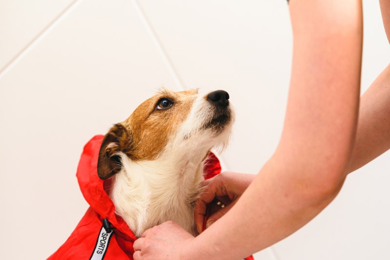 responsible pet owner dressing her dog in raincoat before going out for walk