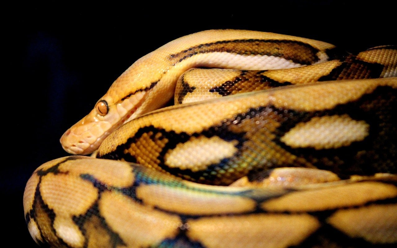 reticulated python